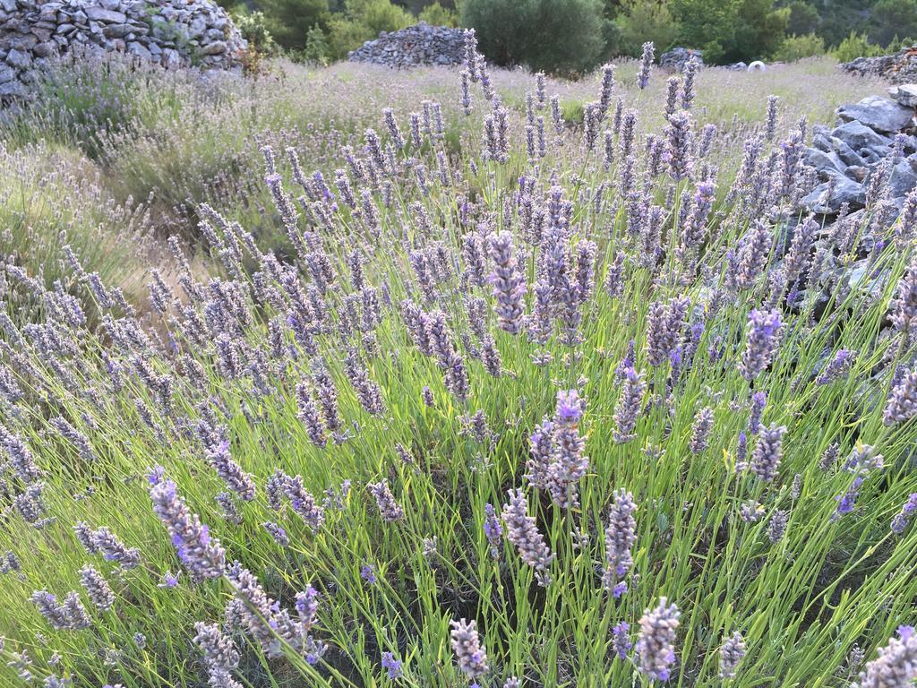 Apartman Casa Di Lavanda